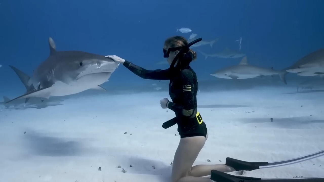 Watch how this shark helped solve a murder mystery
