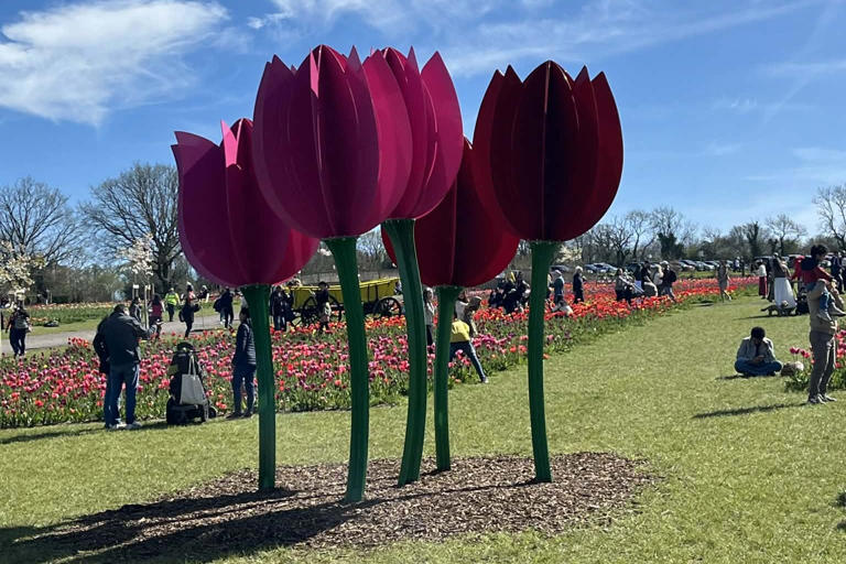 Spring in full bloom: Tulleys Tulip Fest draws crowds amid glorious ...