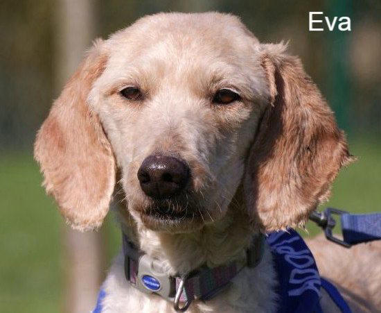 Incredible makeover for 250 dogs found in just one home