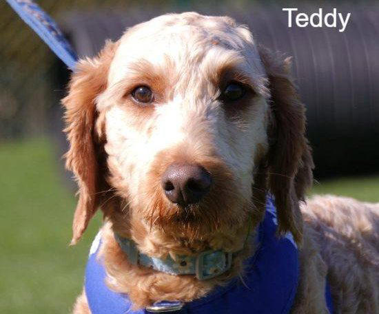 Incredible makeover for 250 dogs found in just one home