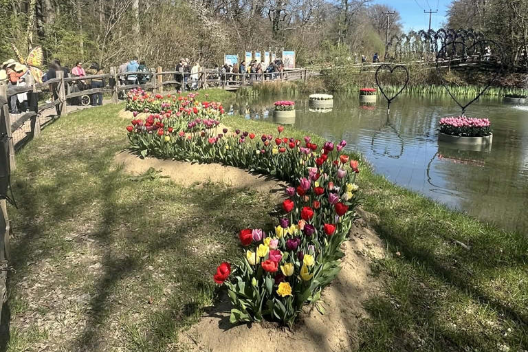 Spring in full bloom: Tulleys Tulip Fest draws crowds amid glorious ...