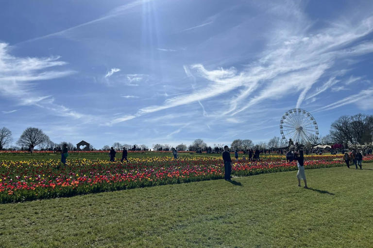 Spring in full bloom: Tulleys Tulip Fest draws crowds amid glorious ...