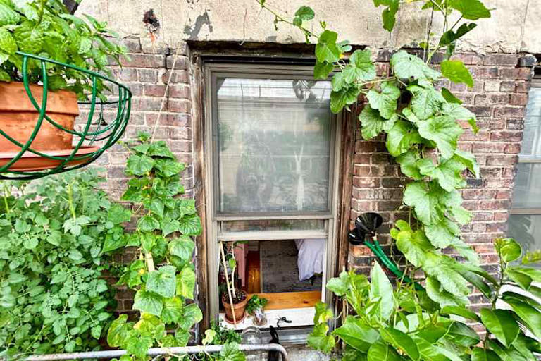 You don't need a yard to start a garden - here's what to do instead