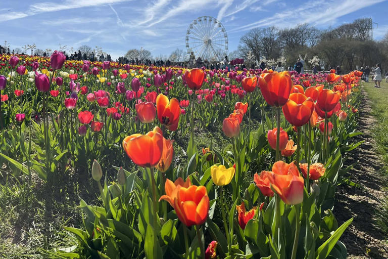 Spring in full bloom: Tulleys Tulip Fest draws crowds amid glorious ...
