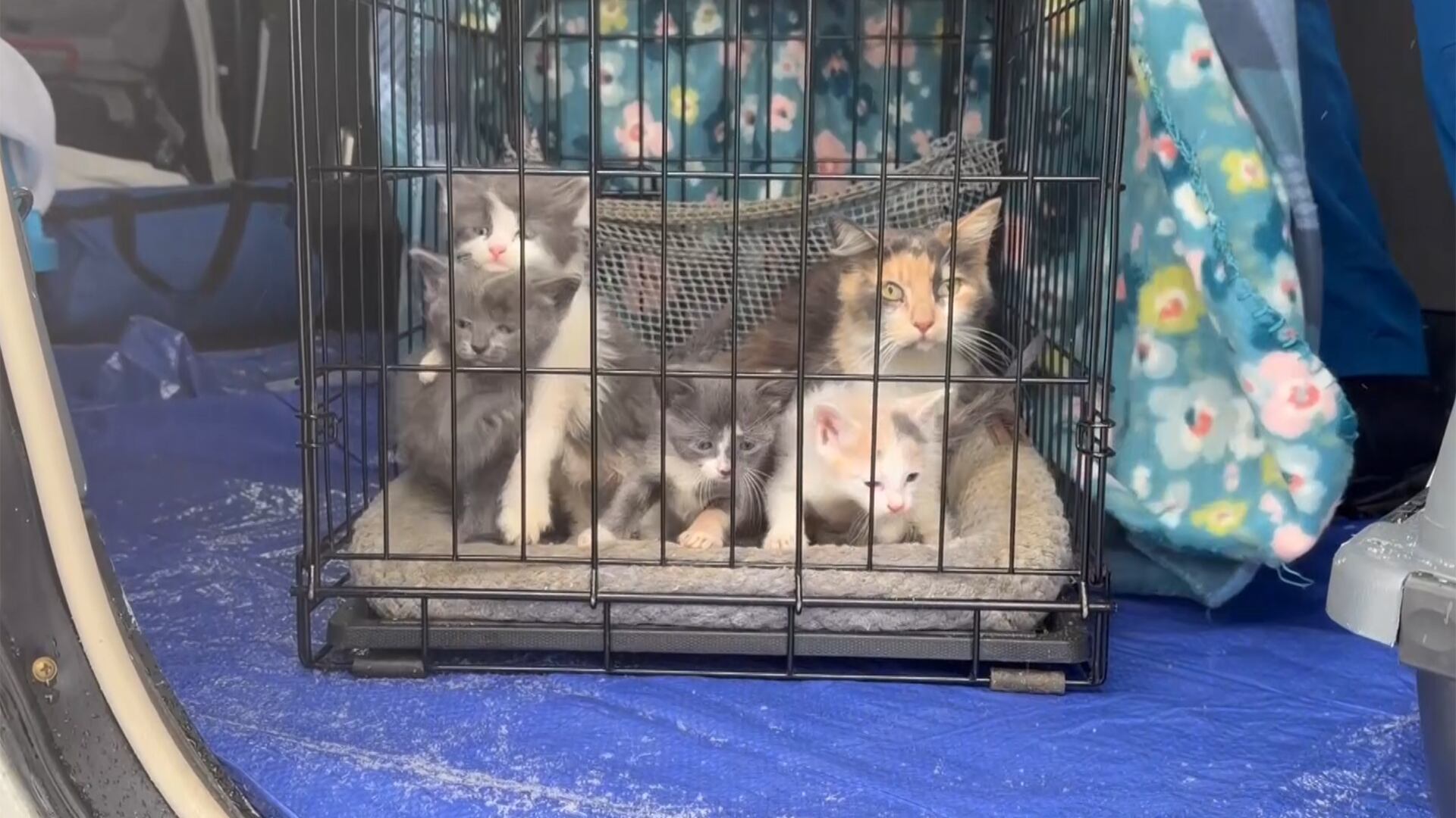 Rescue mission brings cats to Vermont shelters