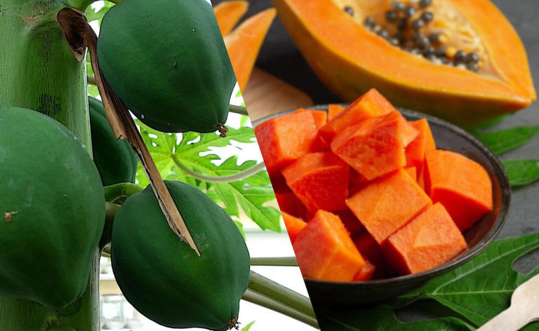 Raw papaya vs. ripe papaya: Which variety is better at controlling ...