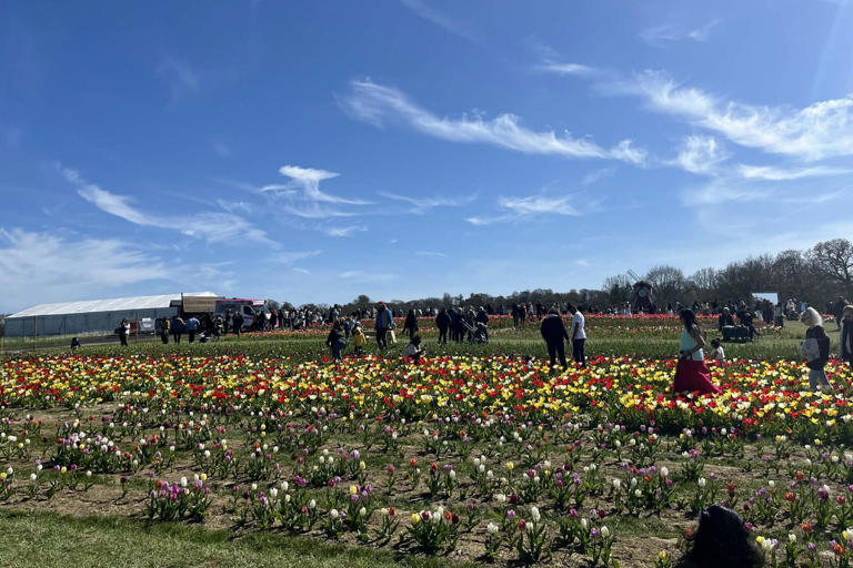 Spring in full bloom: Tulleys Tulip Fest draws crowds amid glorious ...