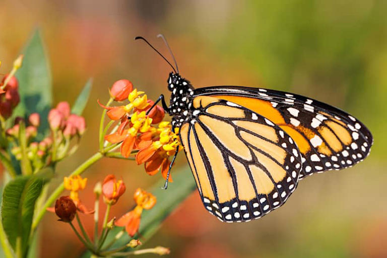 This is how to turn your yard into a butterfly magnet