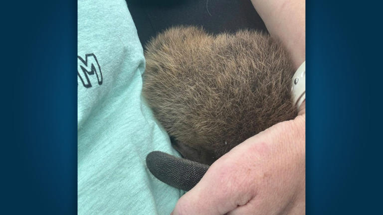 Austin Wildlife’s rescued baby beaver 'Paddles' starts rehab in Amarillo