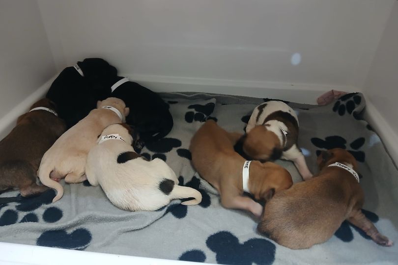 Nine newborn puppies found abandoned in cardboard box in Lincolnshire ...