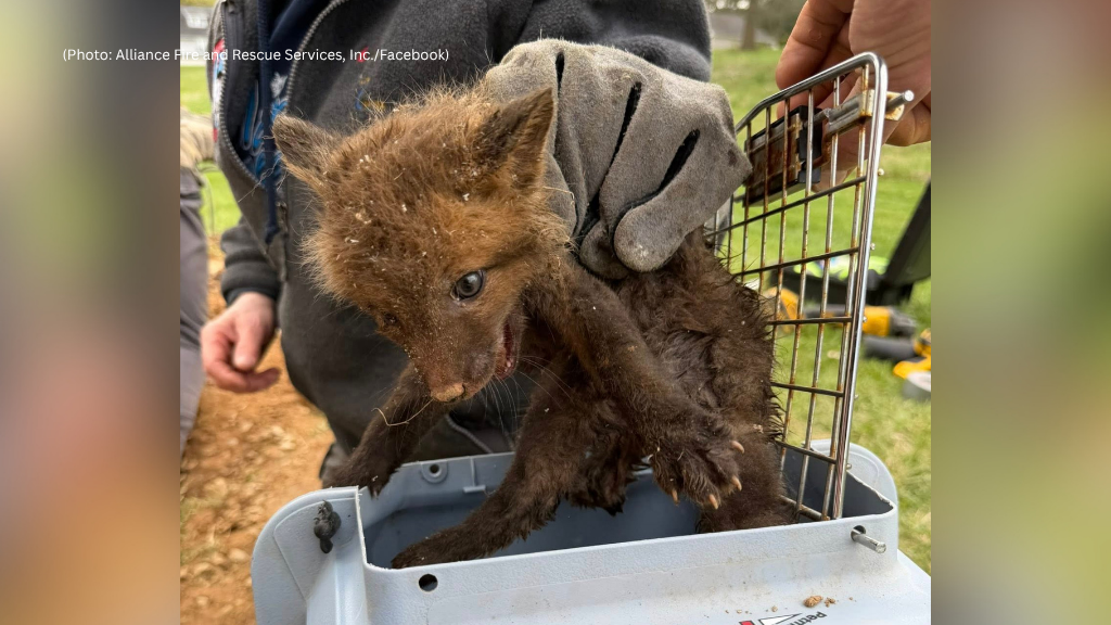 Fox kits rescued from drain pipe in Pennsylvania