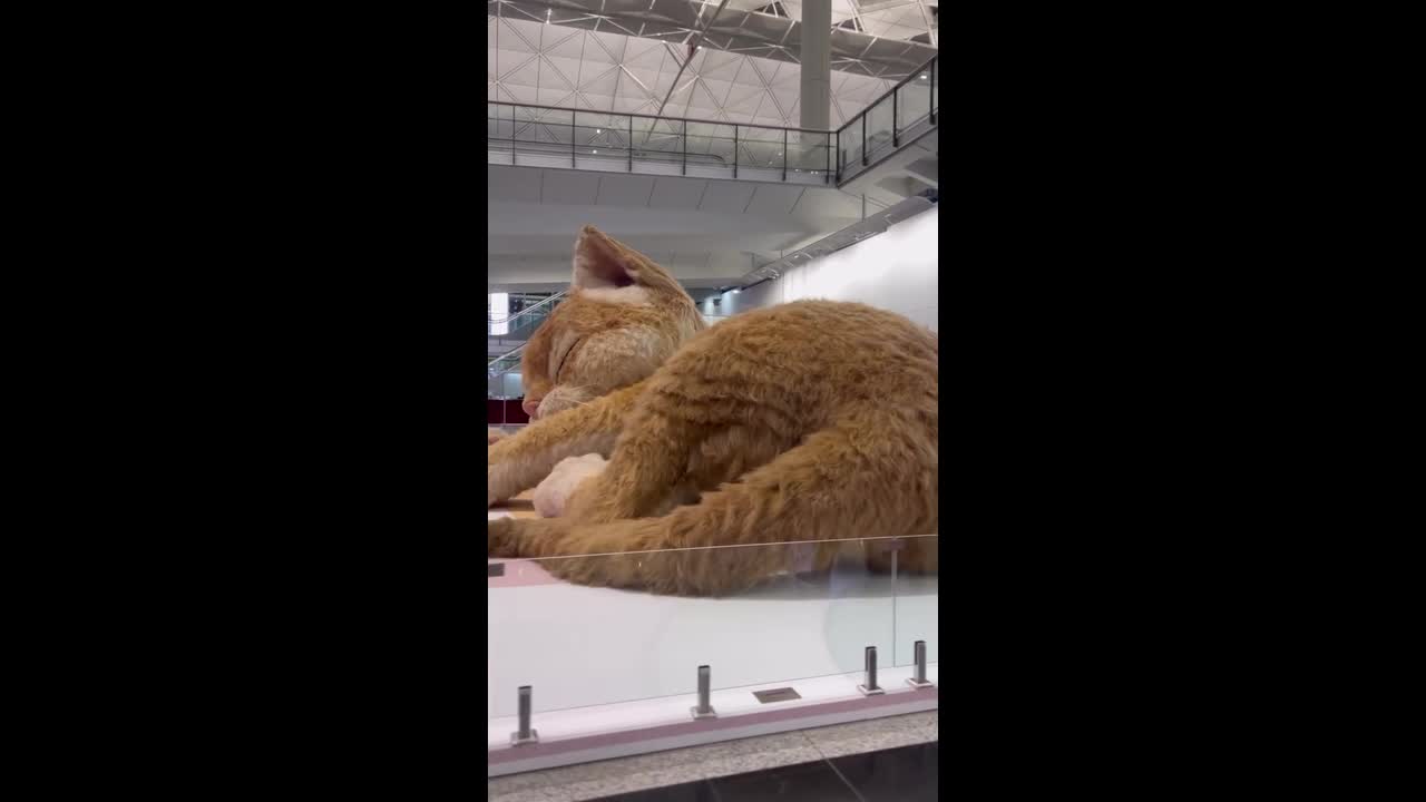 Giant tabby cat display welcomes travellers at Hong Kong airport
