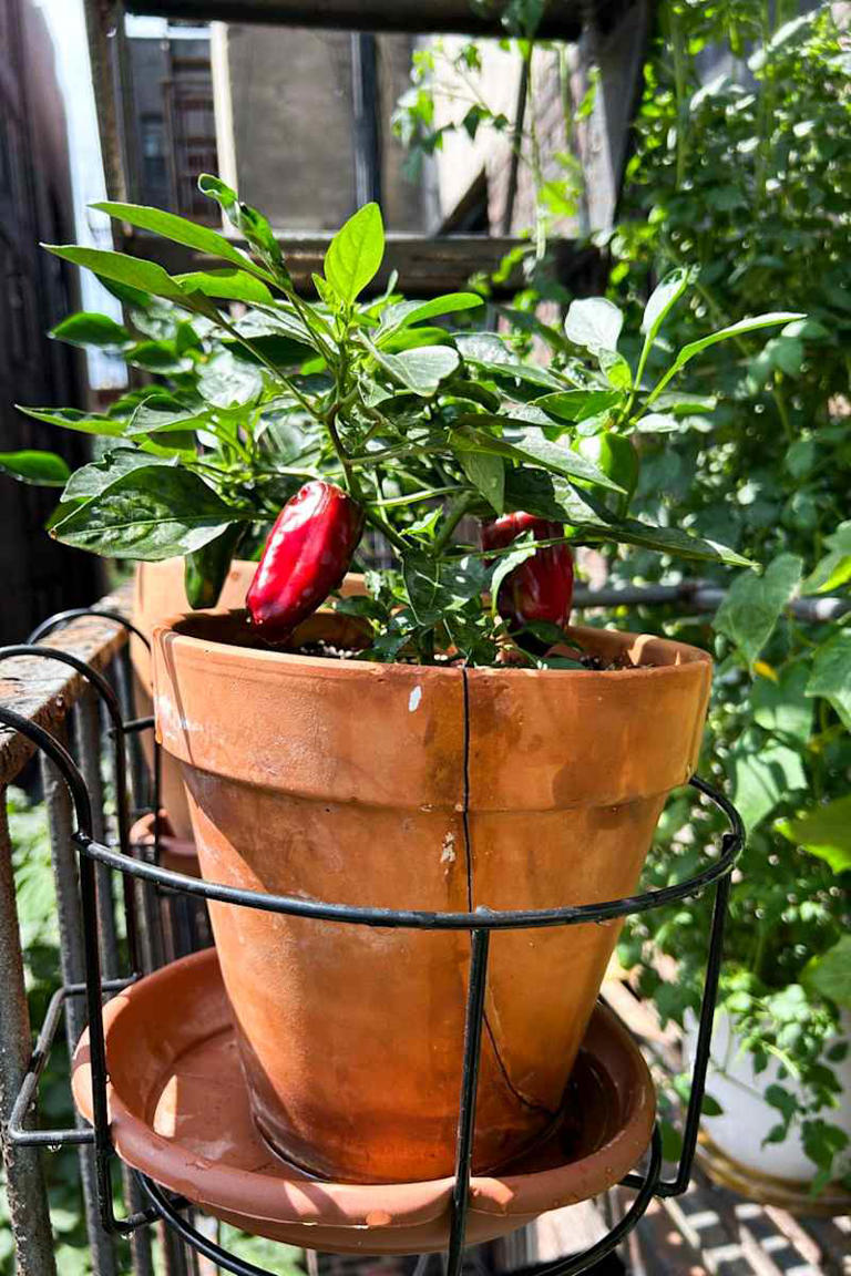 You don't need a yard to start a garden - here's what to do instead
