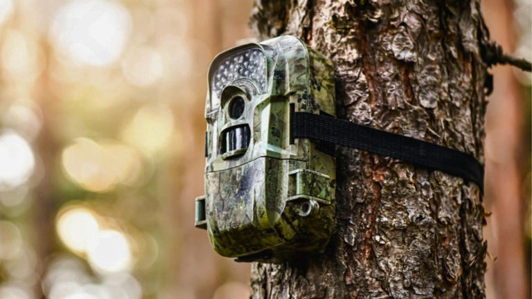 Why trail camera spots get burned so fast
