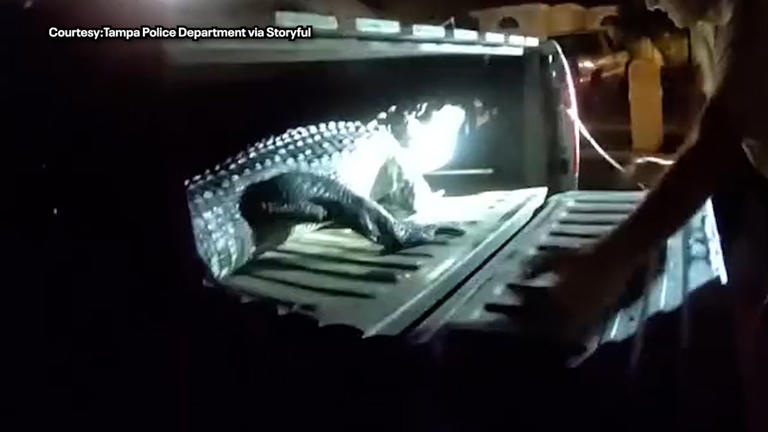 Florida alligator caught on camera enjoying early morning swim, Tampa ...