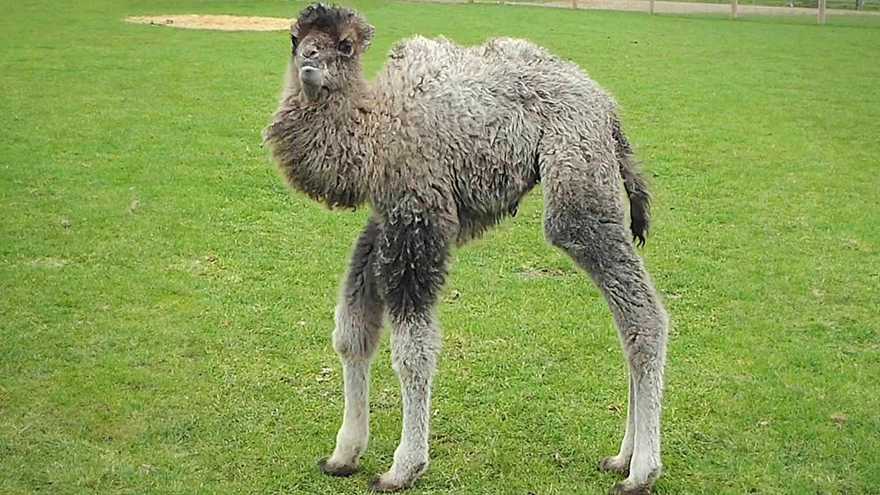 Adorable long-legged camel calf born at UK zoo