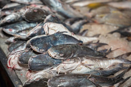 Oceana Paco Serrano Fraude Pescado