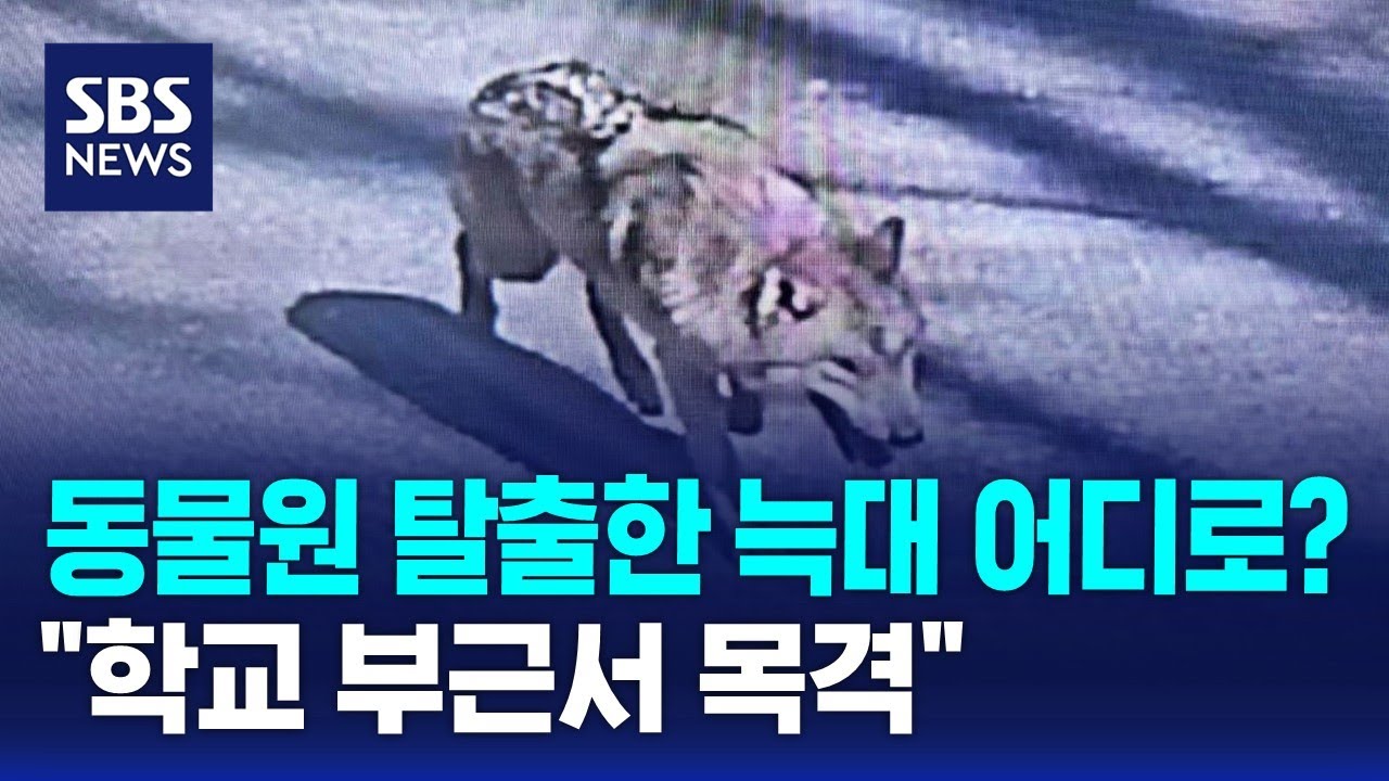 동물원 탈출한 늑대 어디로? 