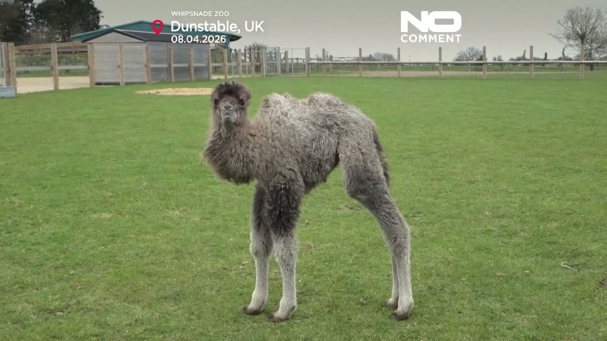 Camel calf Sophia born at Whipsnade Zoo, boosting conservation focus