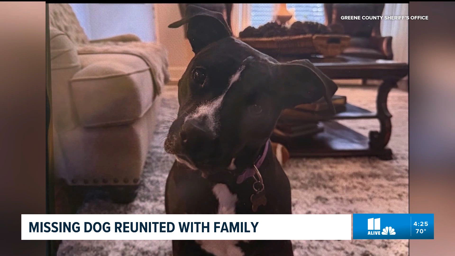 Dog that ran away from deadly car crash scene in Georgia reunited with ...