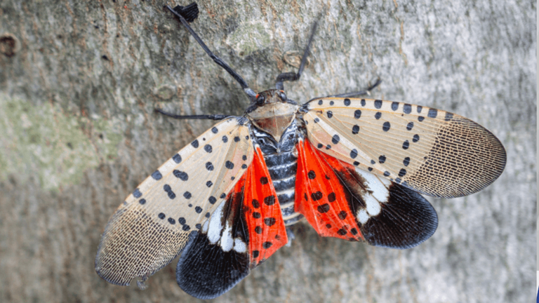 SUN: 'Tree police’ or pest control? Md. lawmakers target spotted ...
