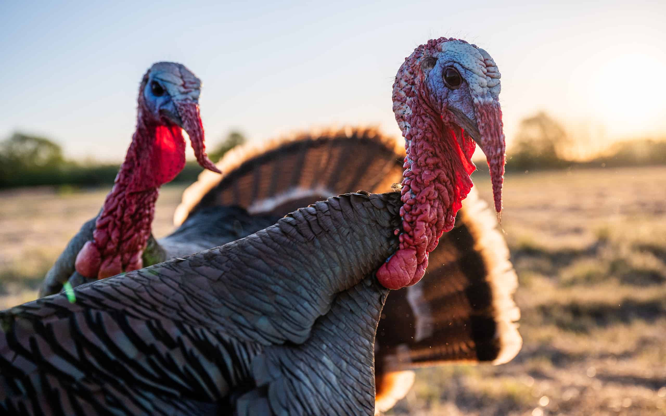 The US state with nearly 500,000 wild turkeys roaming free