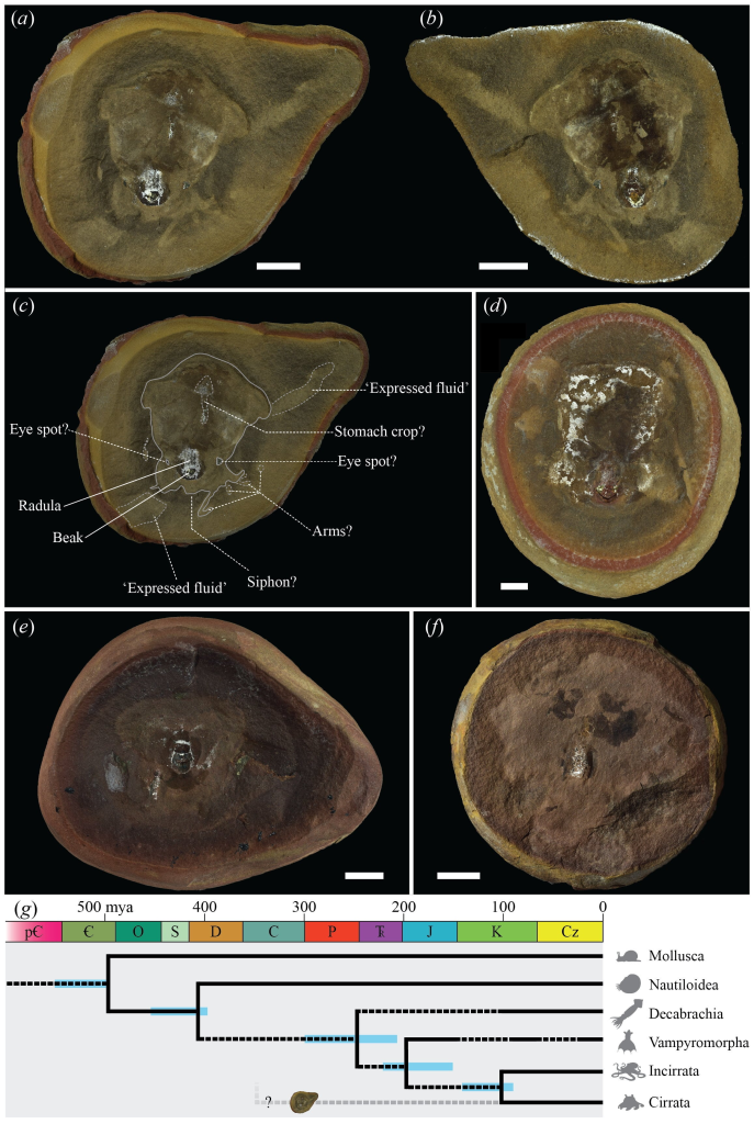 Ancient 'octopus' fossil is actually a different species