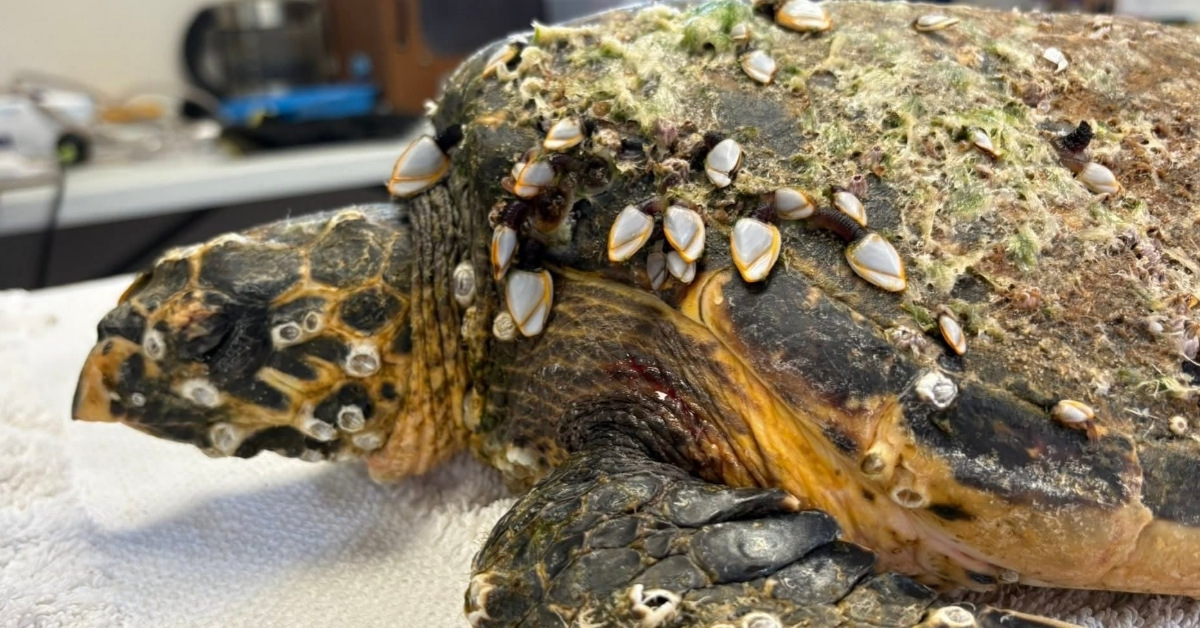 Wildlife refuge saves barnacle-covered sea turtle on the verge of death ...