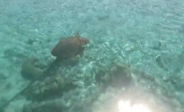 Watch: Couple saves sea turtle entangled in fishing net in Maldives