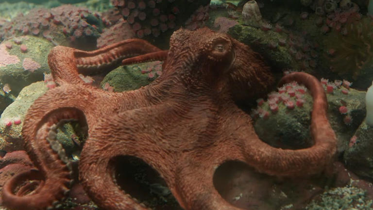 Alfred Molina goes from Doctor Octopus to actual octopus as the voice ...
