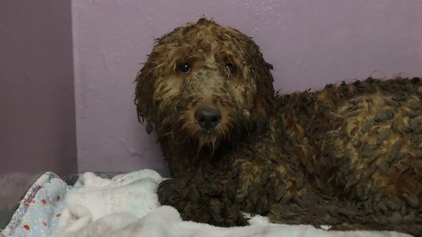 250 dogs found in a dirty home unrecognisable after RSPCA rescue
