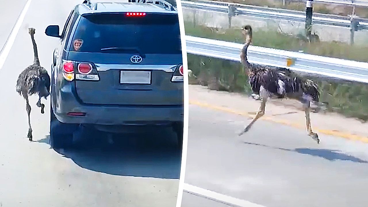 Runaway ostrich causes chaos racing alongside cars on busy Thai highway