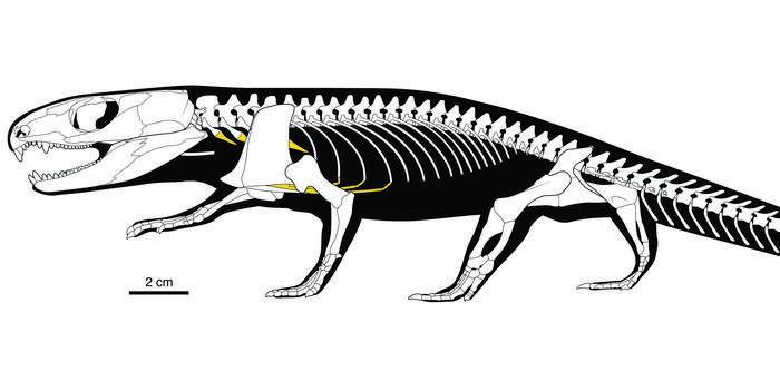 289-million-year-old mummy fossil presents earliest evidence of rib ...