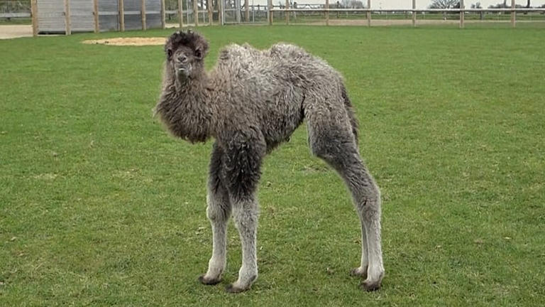Camel calf Sophia born at Whipsnade Zoo, boosting conservation focus