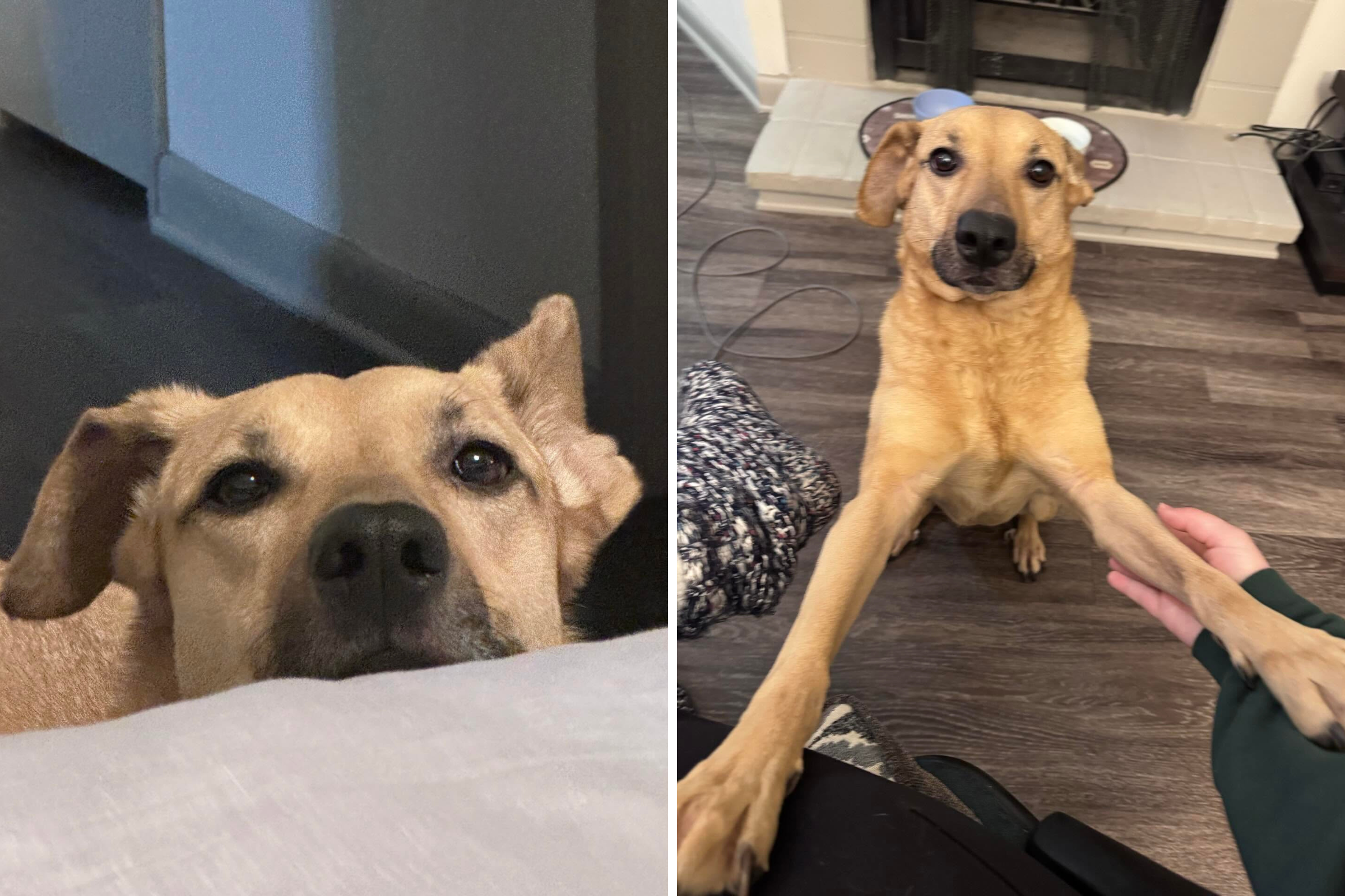 Dog owner realizes they left door open—then comes unexpected delivery photo<br><br>