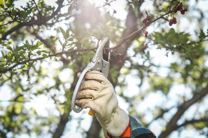 Tree pruning 101: Proper tools and easy techniques
