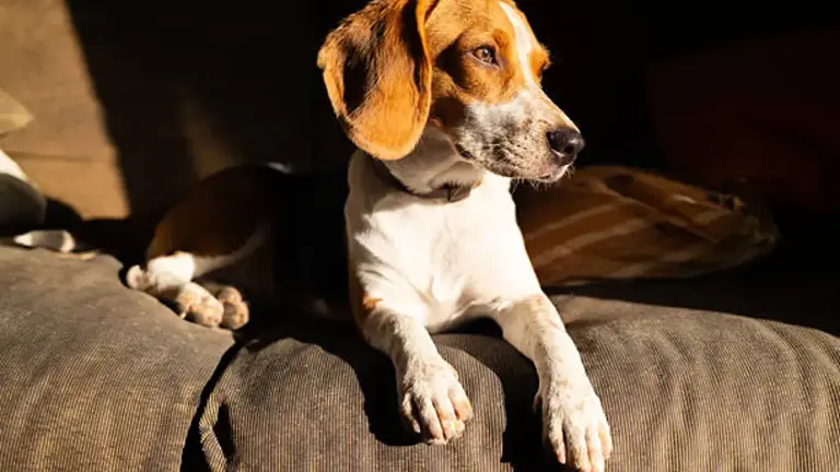 Los mejores perros para dueños primerizos