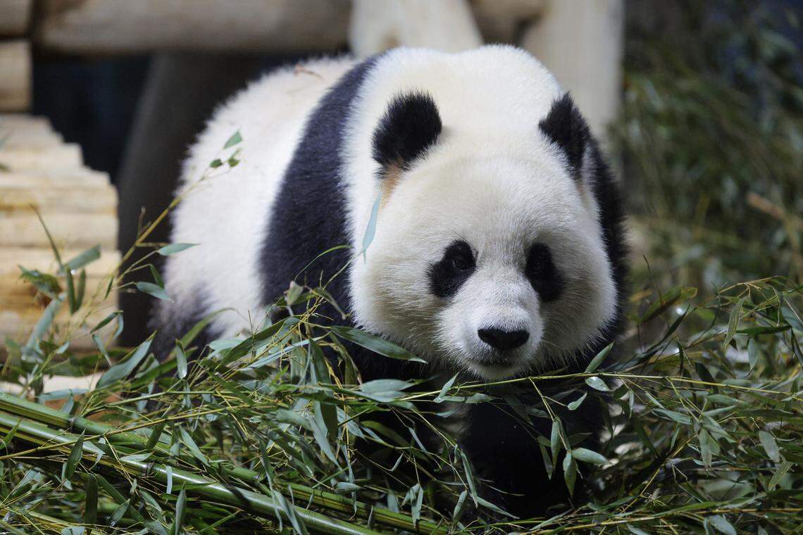 Two giant pandas at Smithsonian's National Zoo are showing signs of a ...