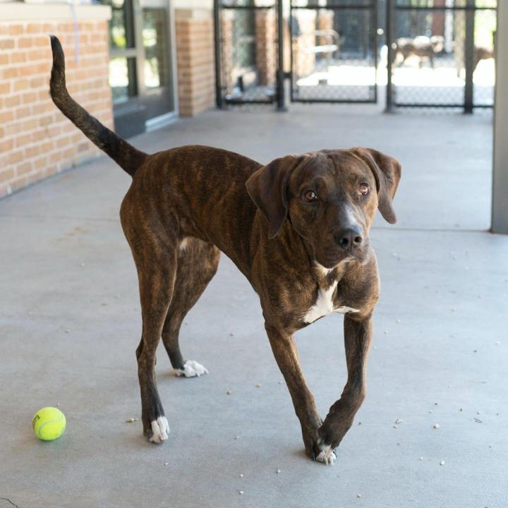Date-a-Dog program helps shelter dogs find homes