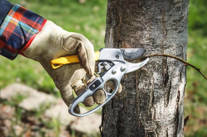 Tree pruning 101: Proper tools and easy techniques