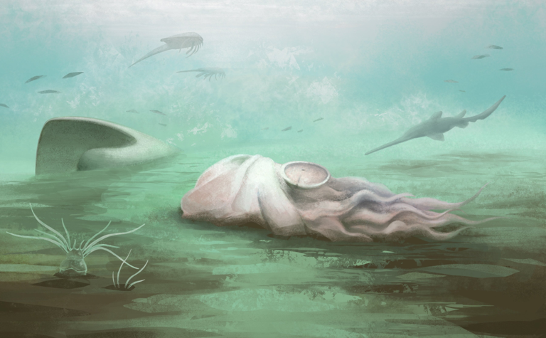 Ancient 'octopus' fossil is actually a different species
