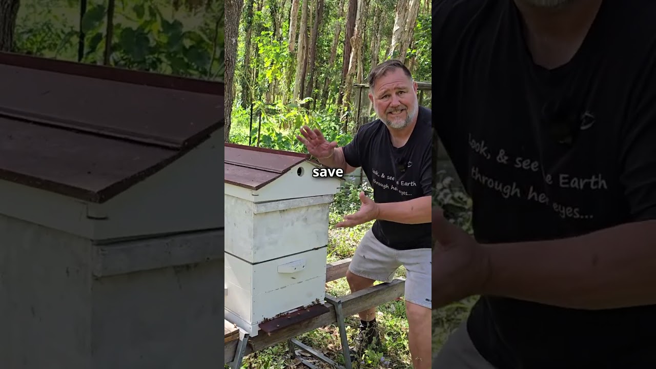 Our beehive swarmed! Too much honey!