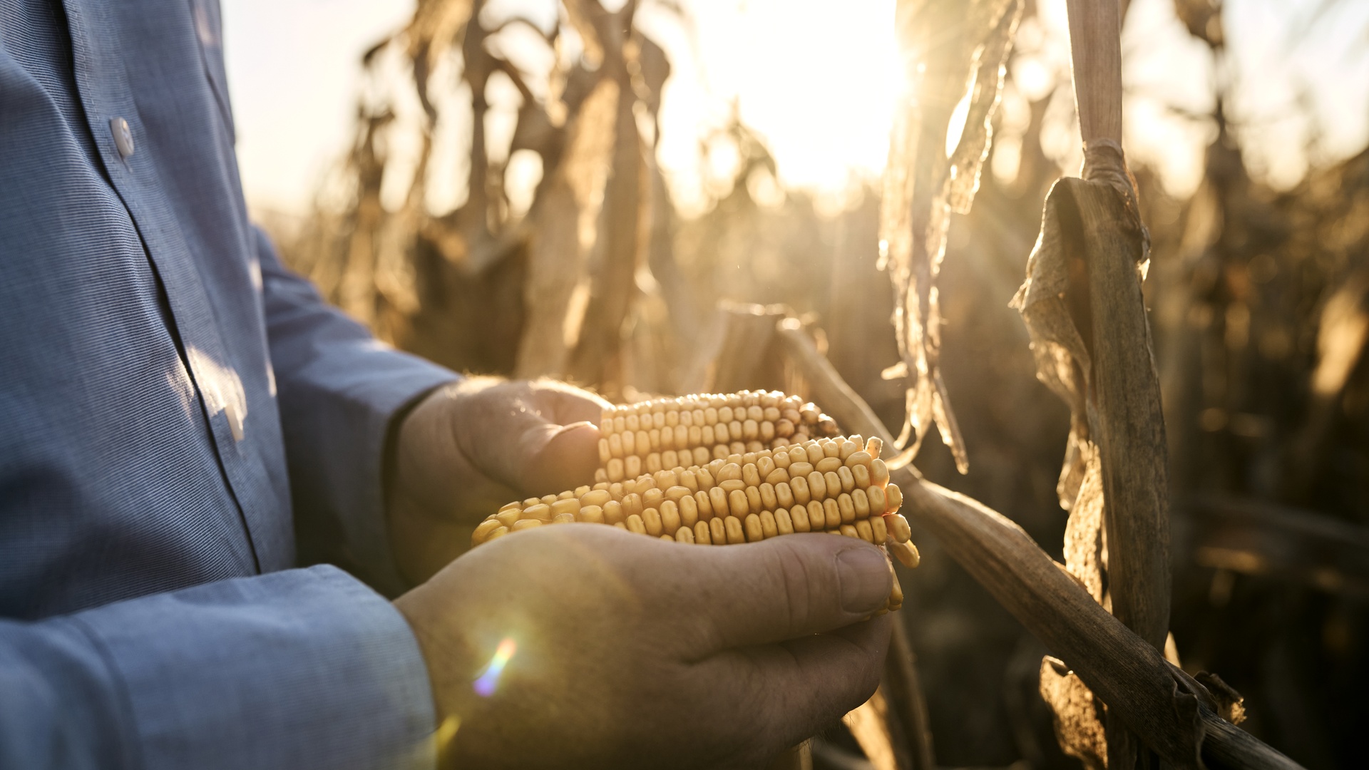 How the Iran war put America's food supply at risk