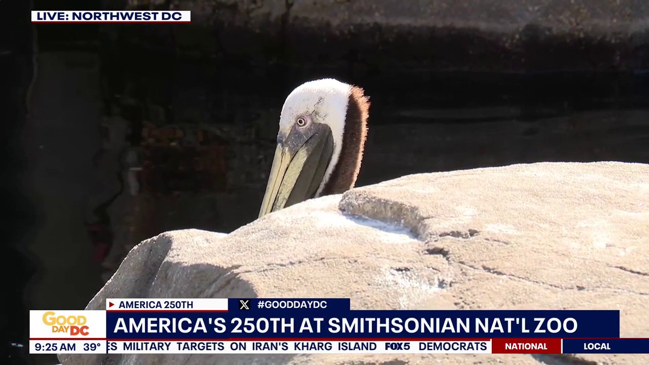Filming: Sea lion exhibit Flat Rock