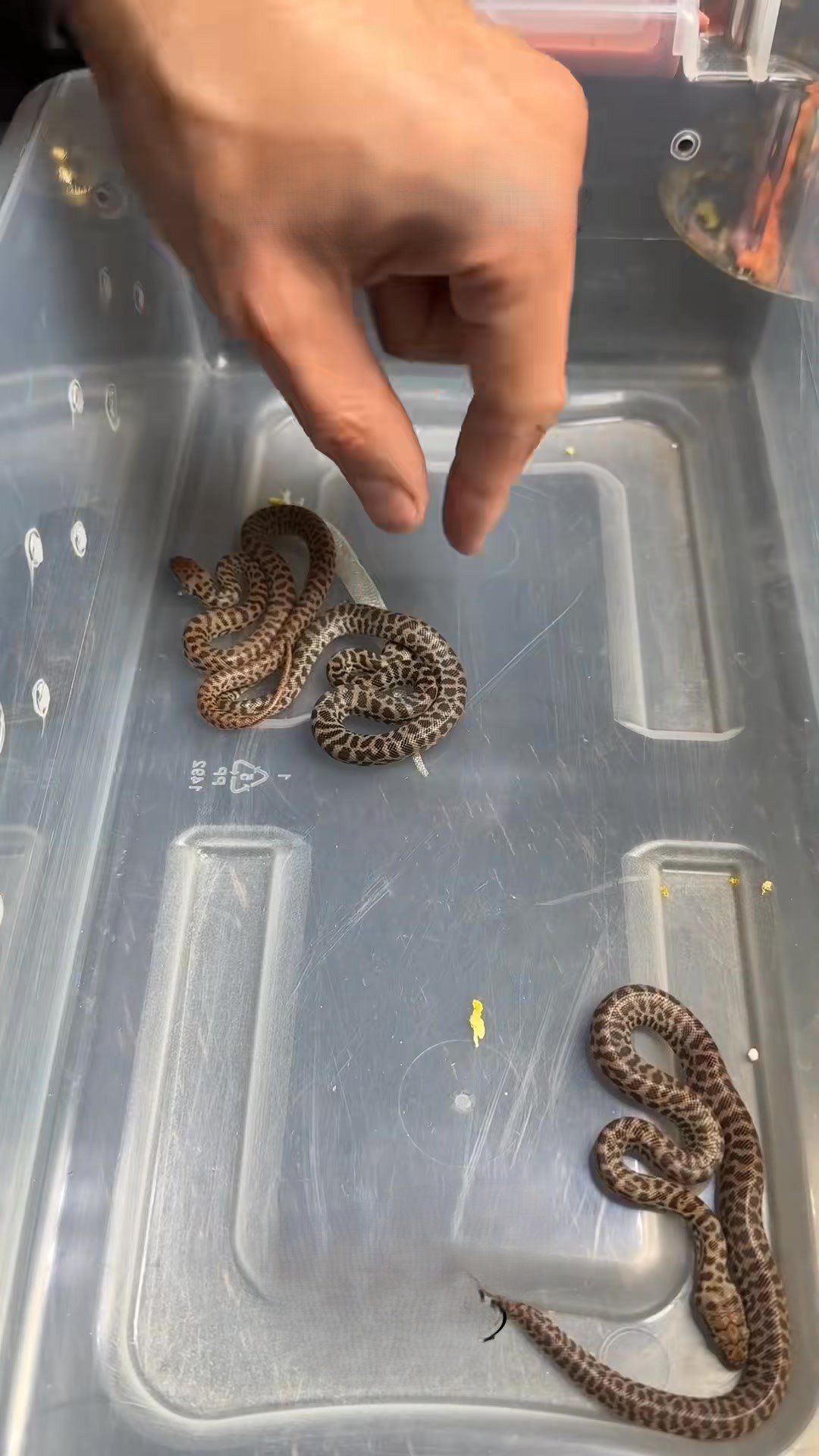 Baby children’s pythons get new enclosures
