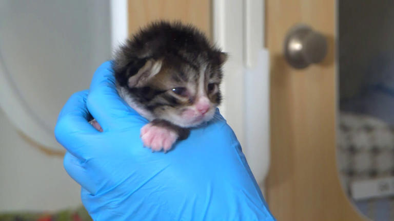 Kitten falls from car engine onto I-17, survives rush hour traffic in ...