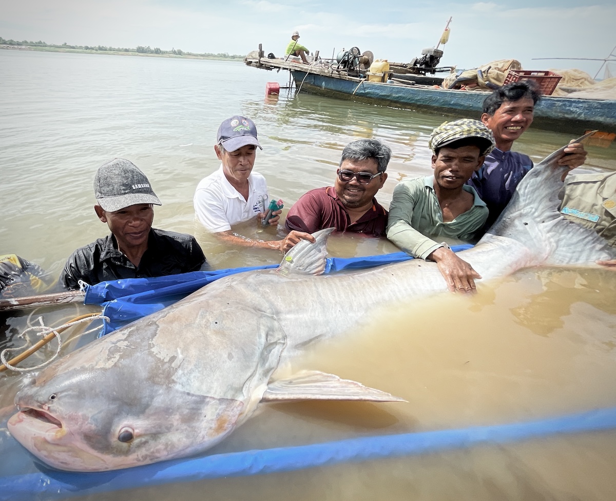 Freshwater fish migrations are disappearing across the planet, finds UN ...