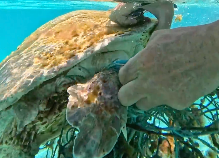 Watch: Couple saves sea turtle entangled in fishing net in Maldives