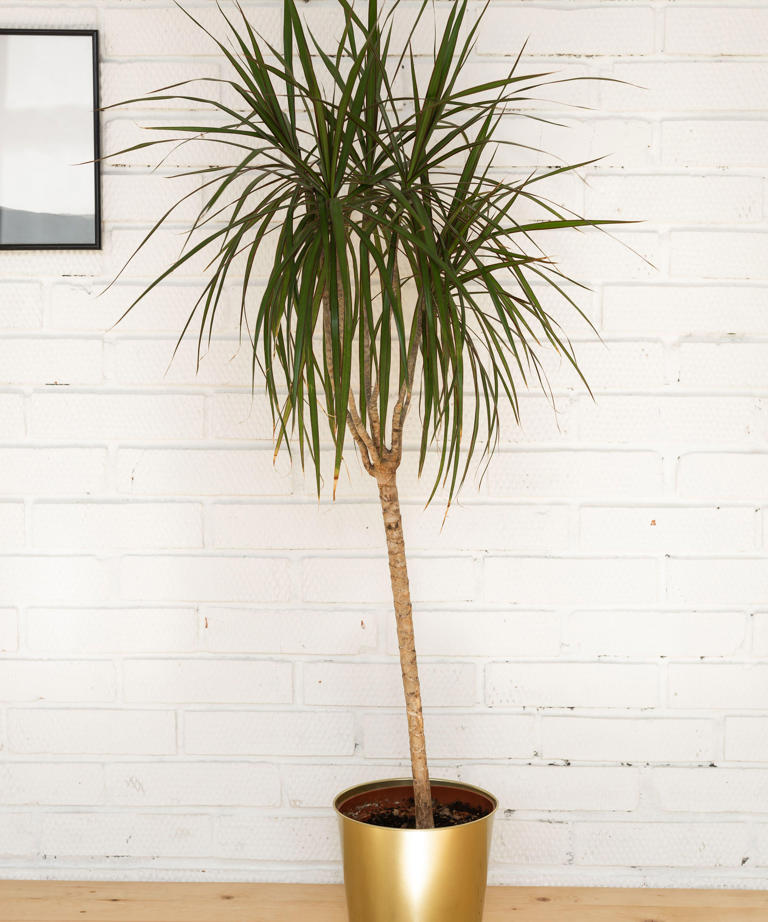 What to do with a dragon tree in April – 5 tasks to guarantee vibrant ...