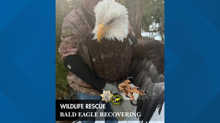 Injured bald eagle rescued by Placer County deputies regaining strength ...